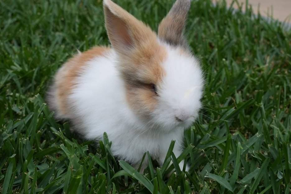 Coelhos anões miniatura