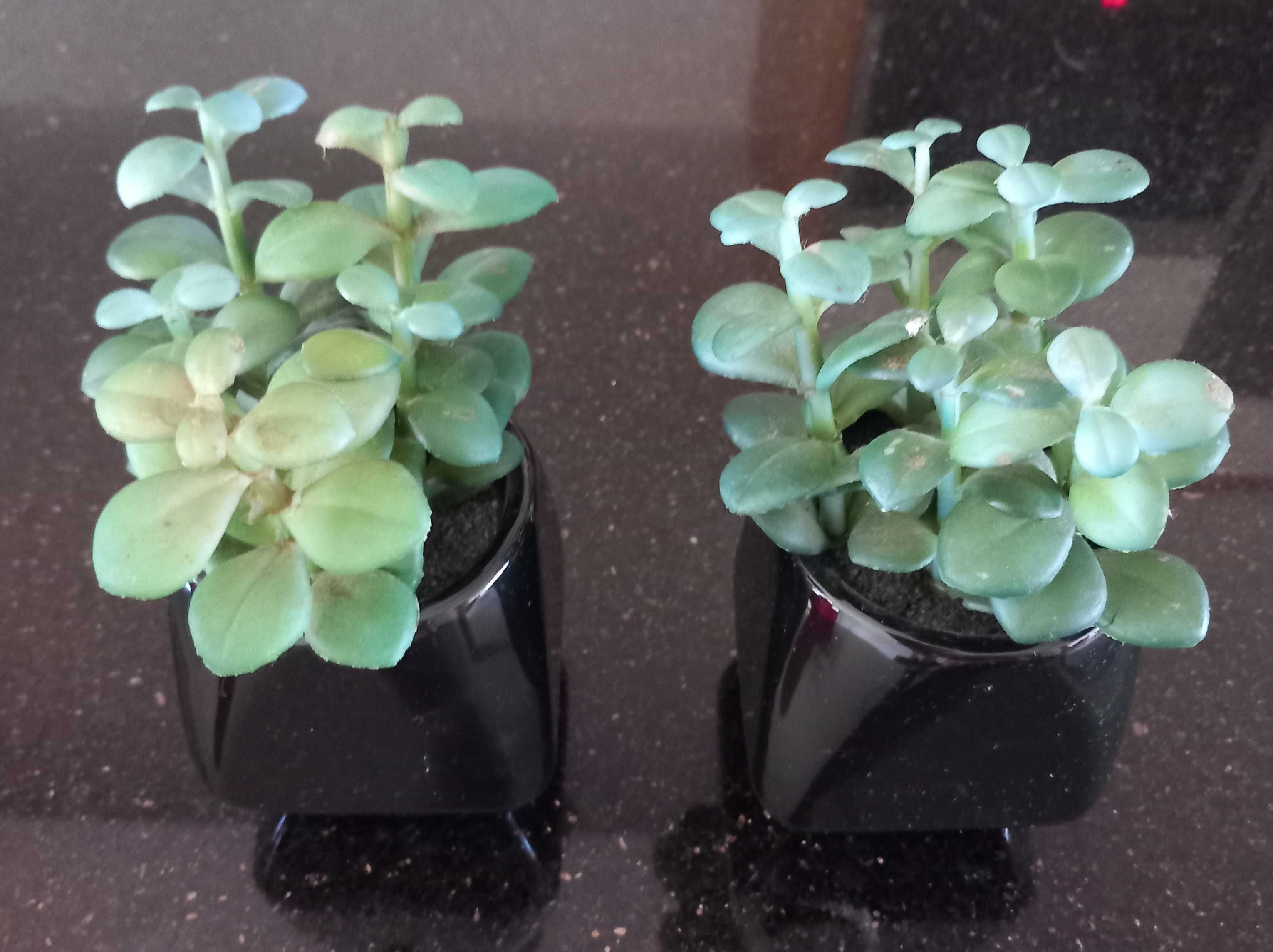2 Plantas Artificiais