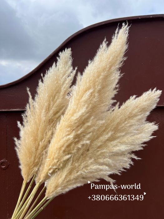 Кортадерія , кортадерія