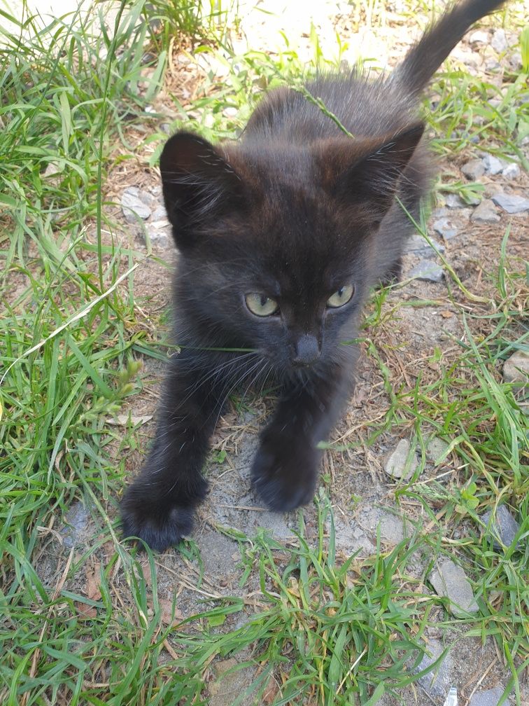 Kotki do adopcji