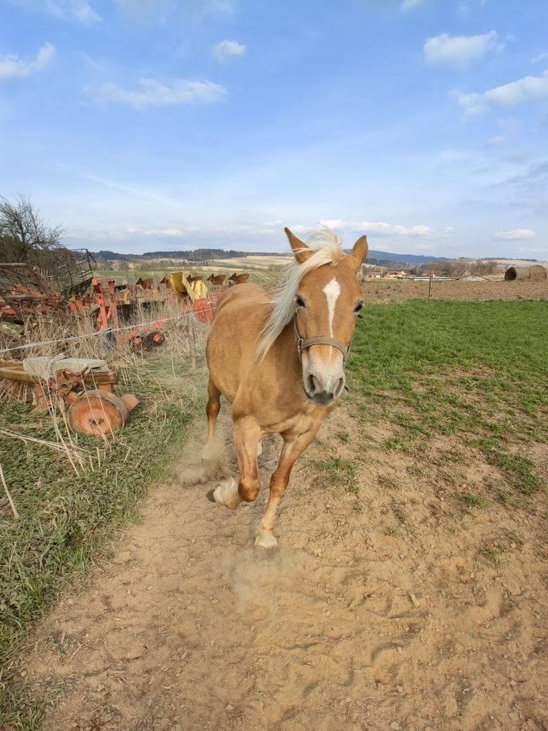 Koń rasy Haflinger