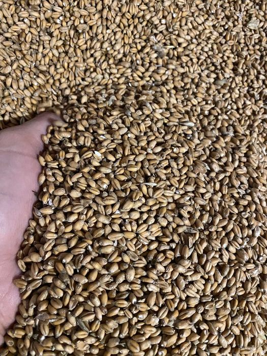 Продам озиму пшеницю .