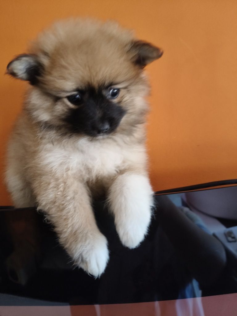 Spitz alemão menina