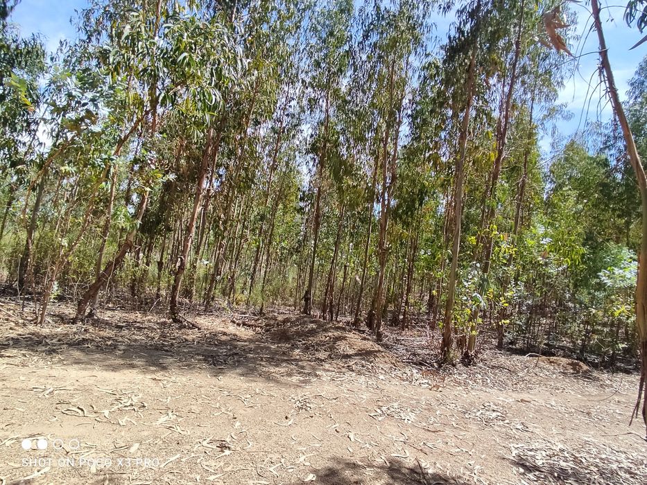 Terreno rústico com 4000 M2 Proença a Nova