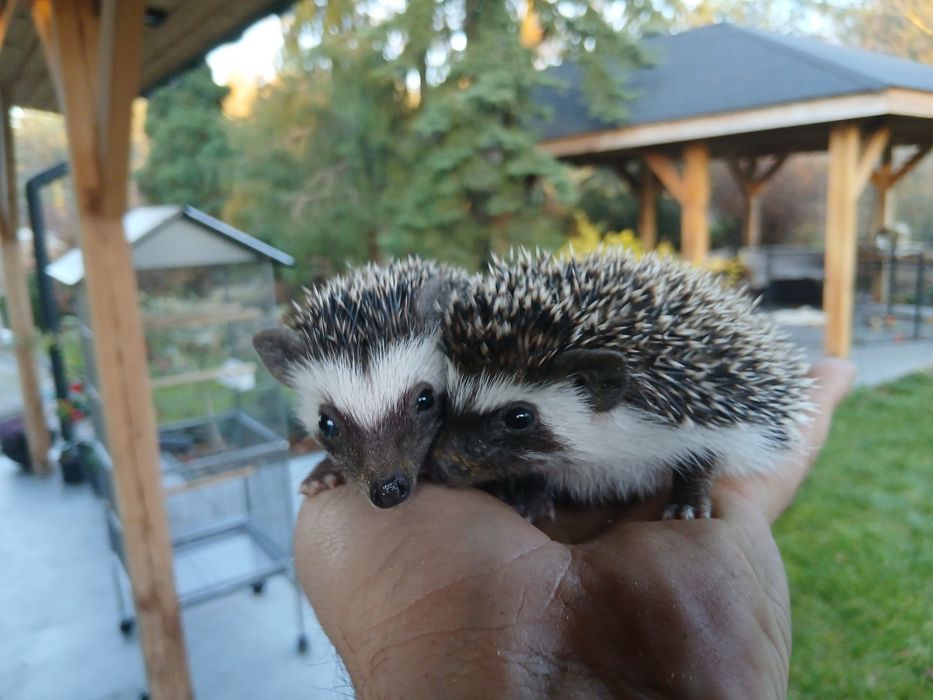 Jeż pigmejski ,młode 8 tyg.