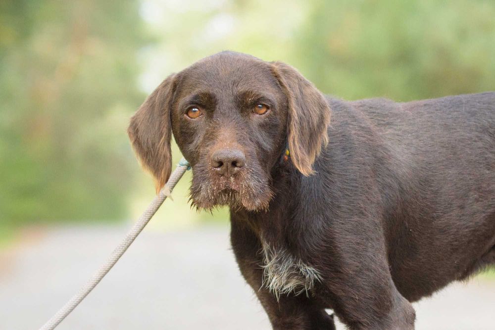 Racuch - cudowny pies w typie wyżła szuka domu
