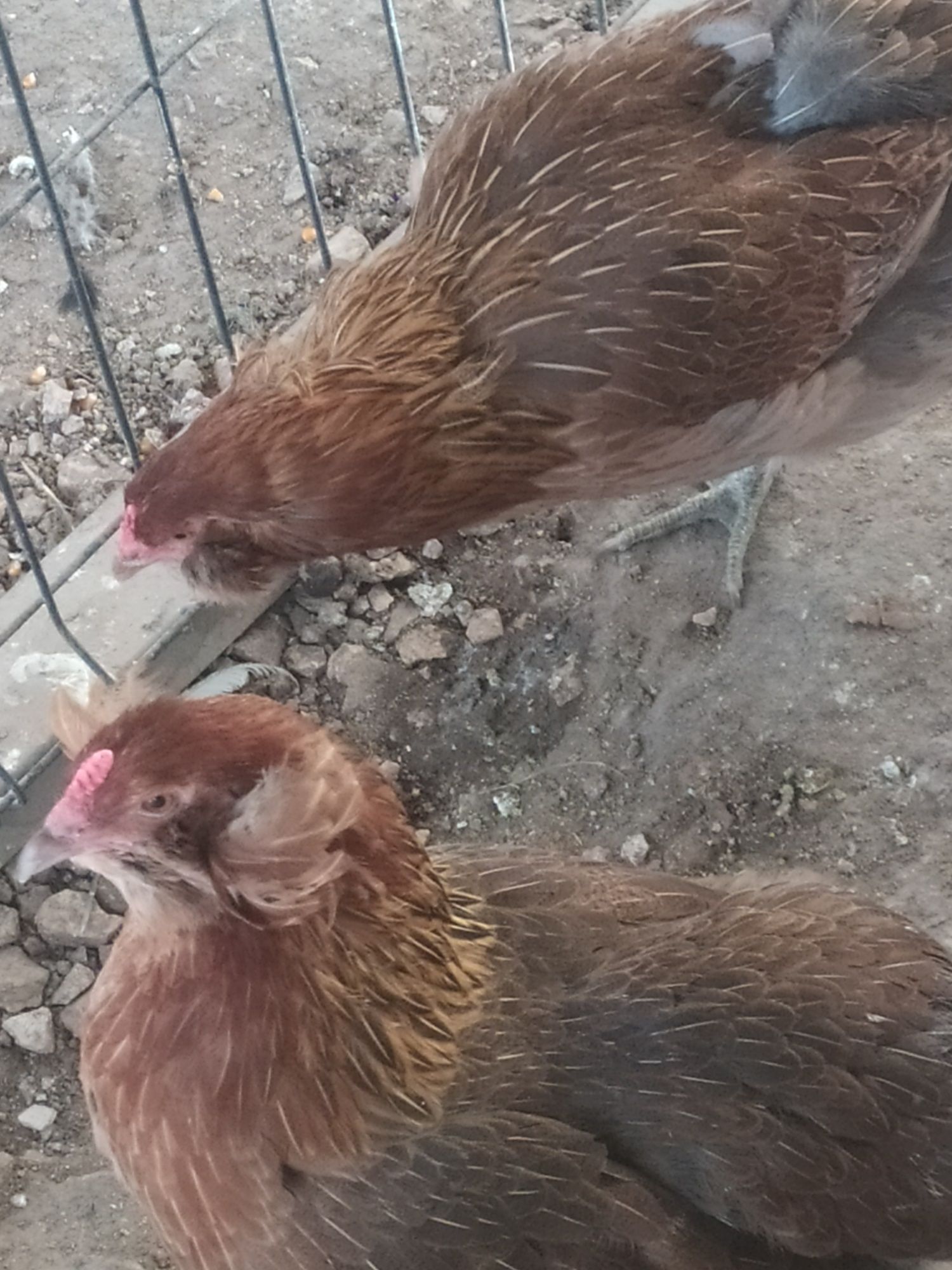 Ovos de Araucana