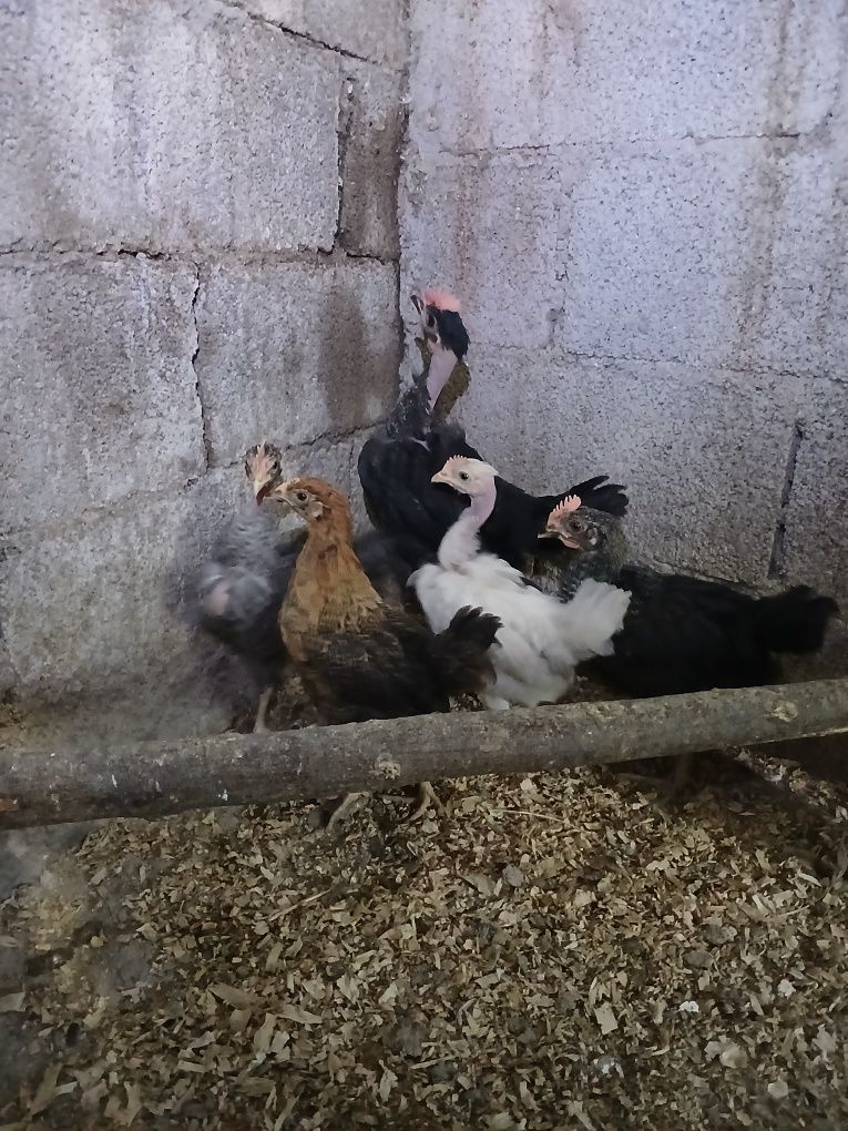 Pintos de varias idades