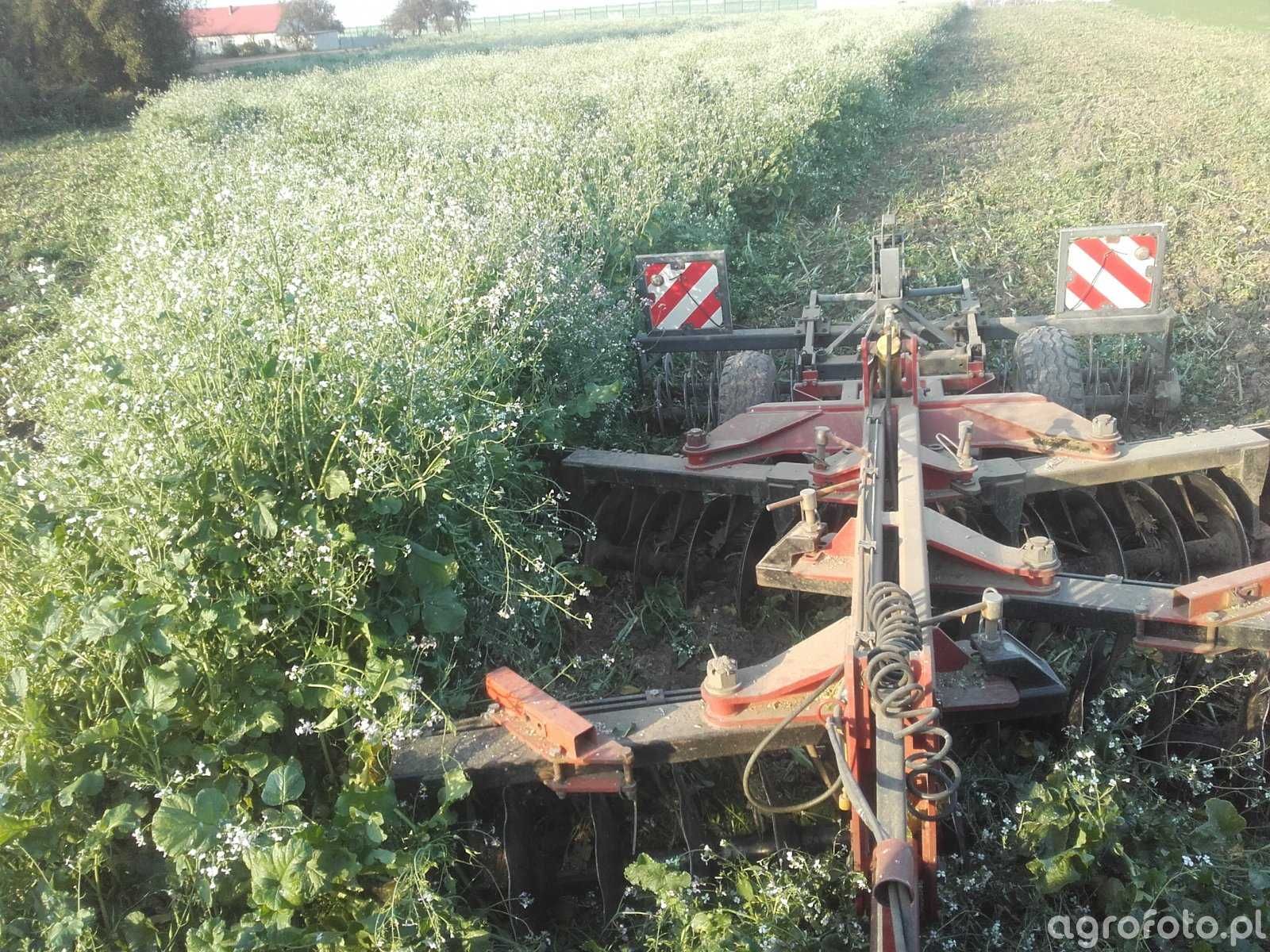 Rzodkiew oleista nasiona poplon ekoschematy sprzedam wysyłka