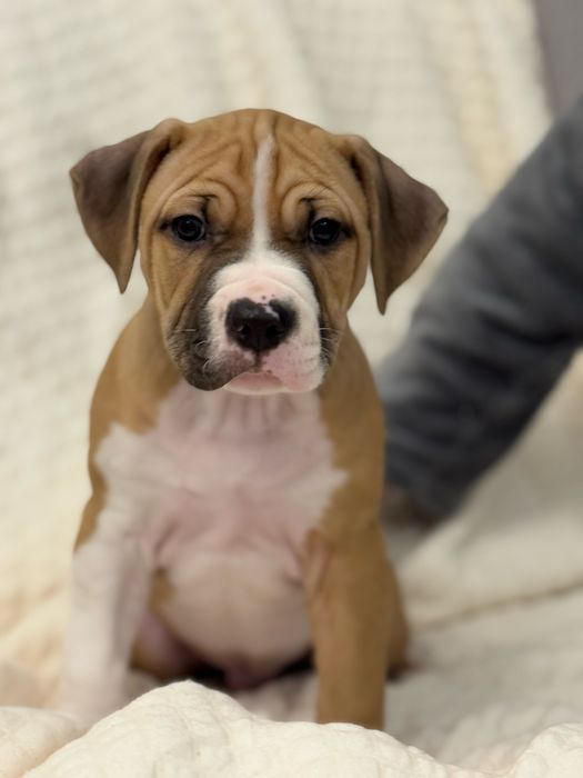 Продам щенят питбультерьер!Одесса!