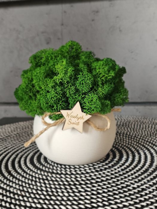 Doniczka z mchem chrobotkiem