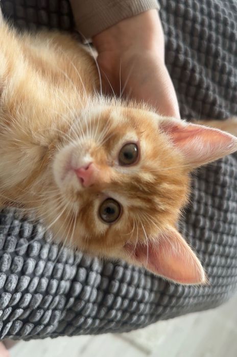 słodki pomarańczowy kotek