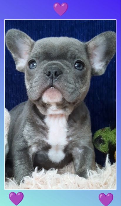 Супер красотулік французик хлопчик