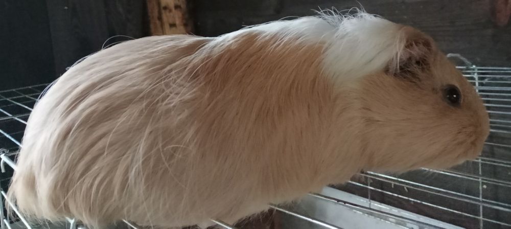 Oddam Świnki morskie samiec i samiczki
