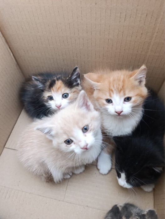 Кошенята шукають дім