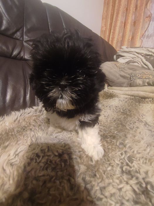 Shihtzu czarno biały piesek