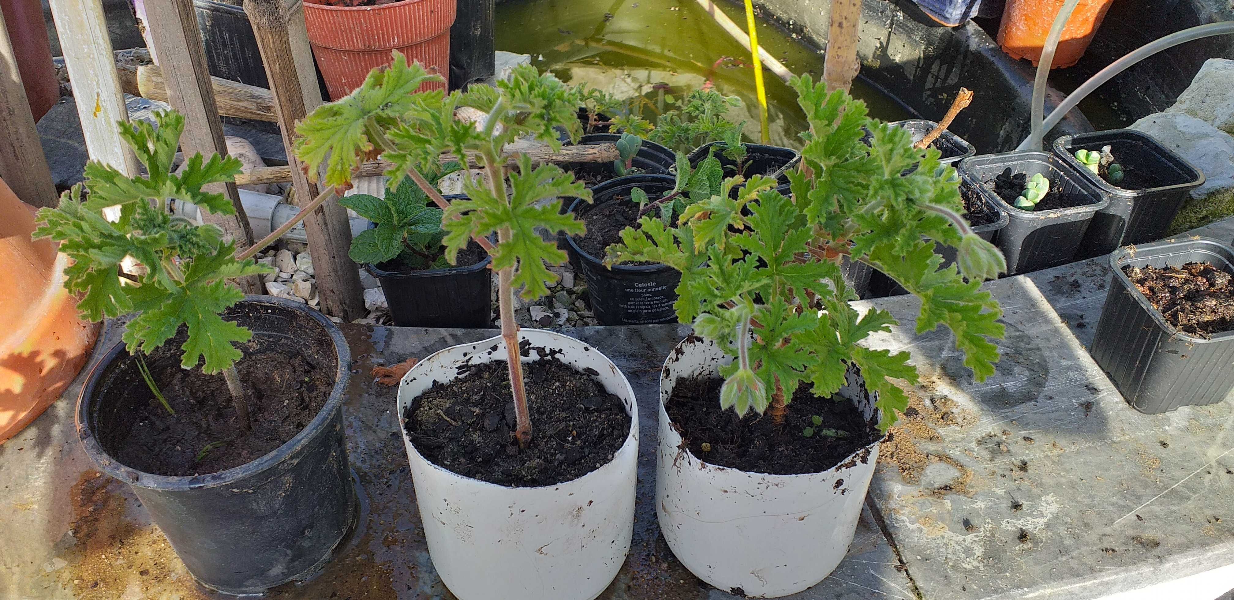 Citronella em vaso.