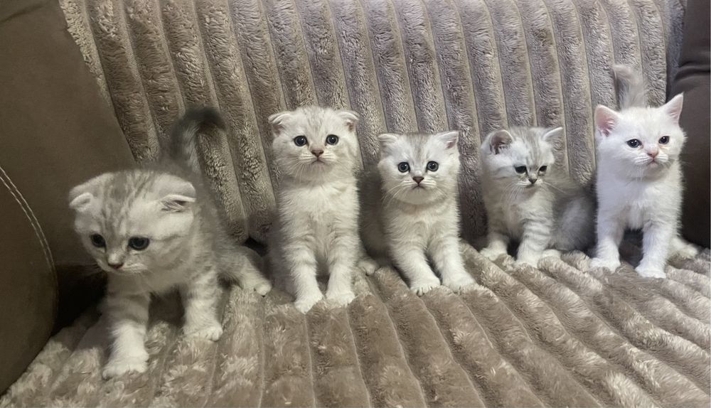 Британські кошенята