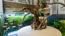 Drzewo, bonsai  do akwarium. Naturalna ozdoba.