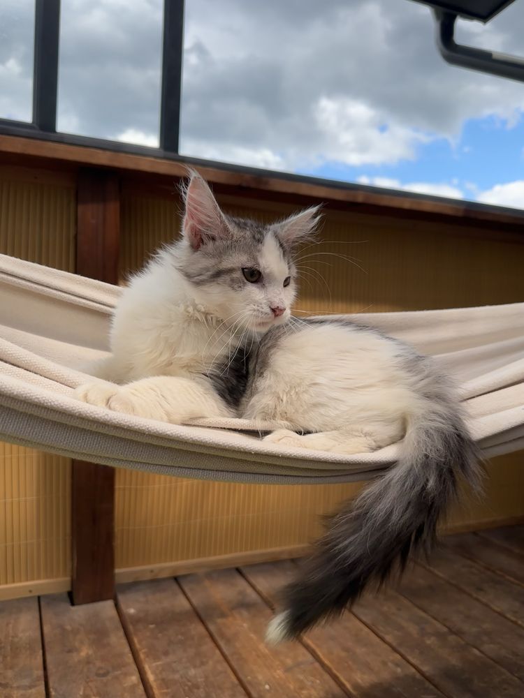 Maine Coon  kotka ostatnia