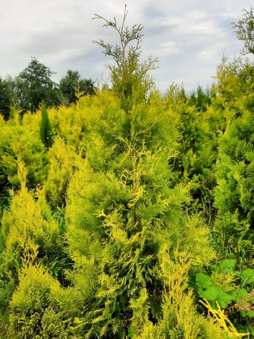 Tuja thuja Europa Gold,Gold globe, Columna