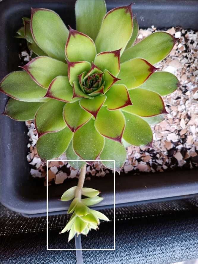 Suculentas Sempervivum Tectorum