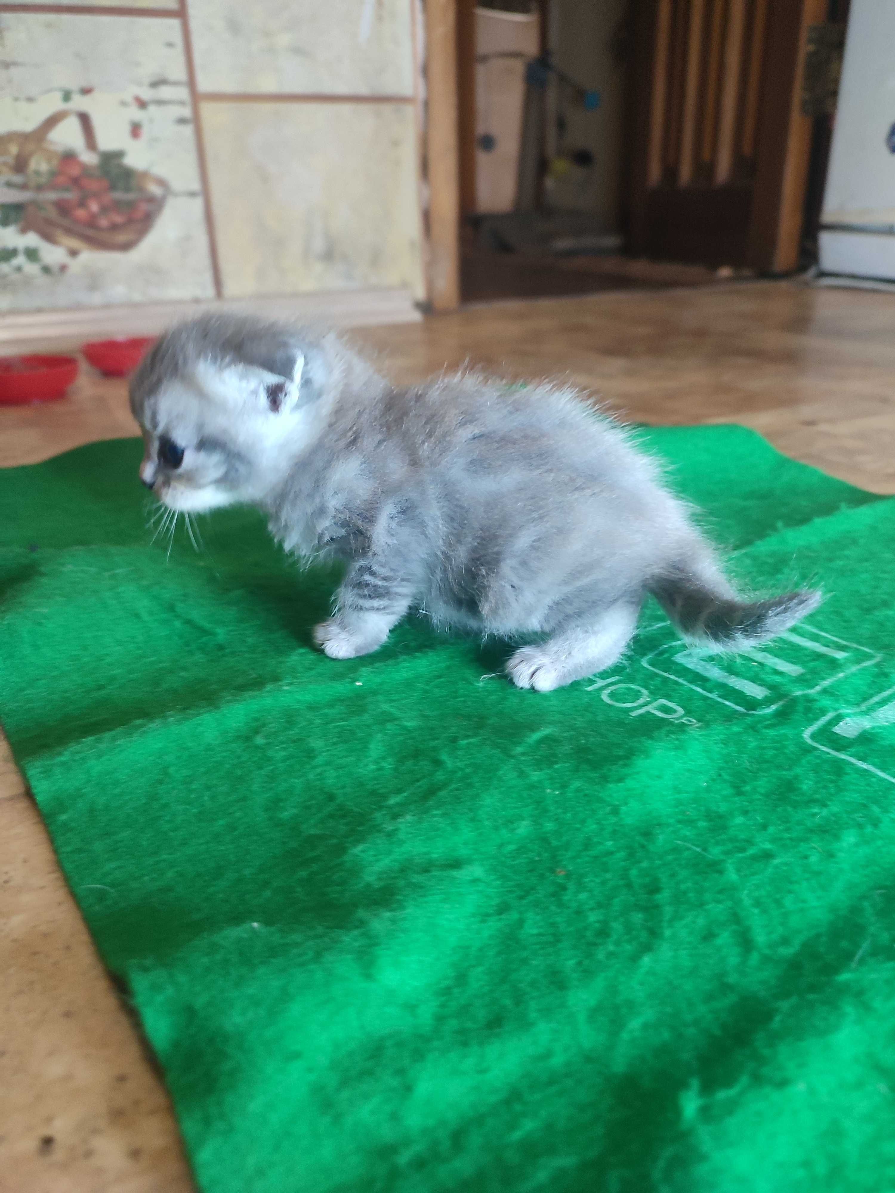 Кошенята вислоухие.  породистие.