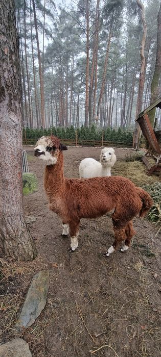 Alpaki samiec/samice