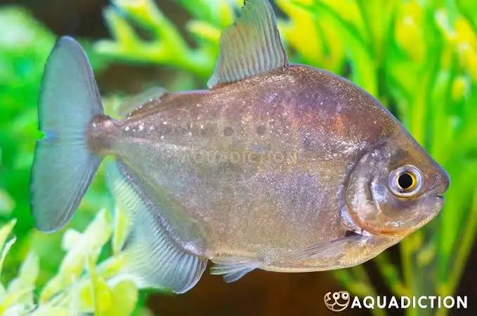 Peixes Sun catfish. Silver dollar. Synodontys