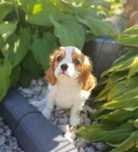 Cavalier King Charles Spaniel-Sunia