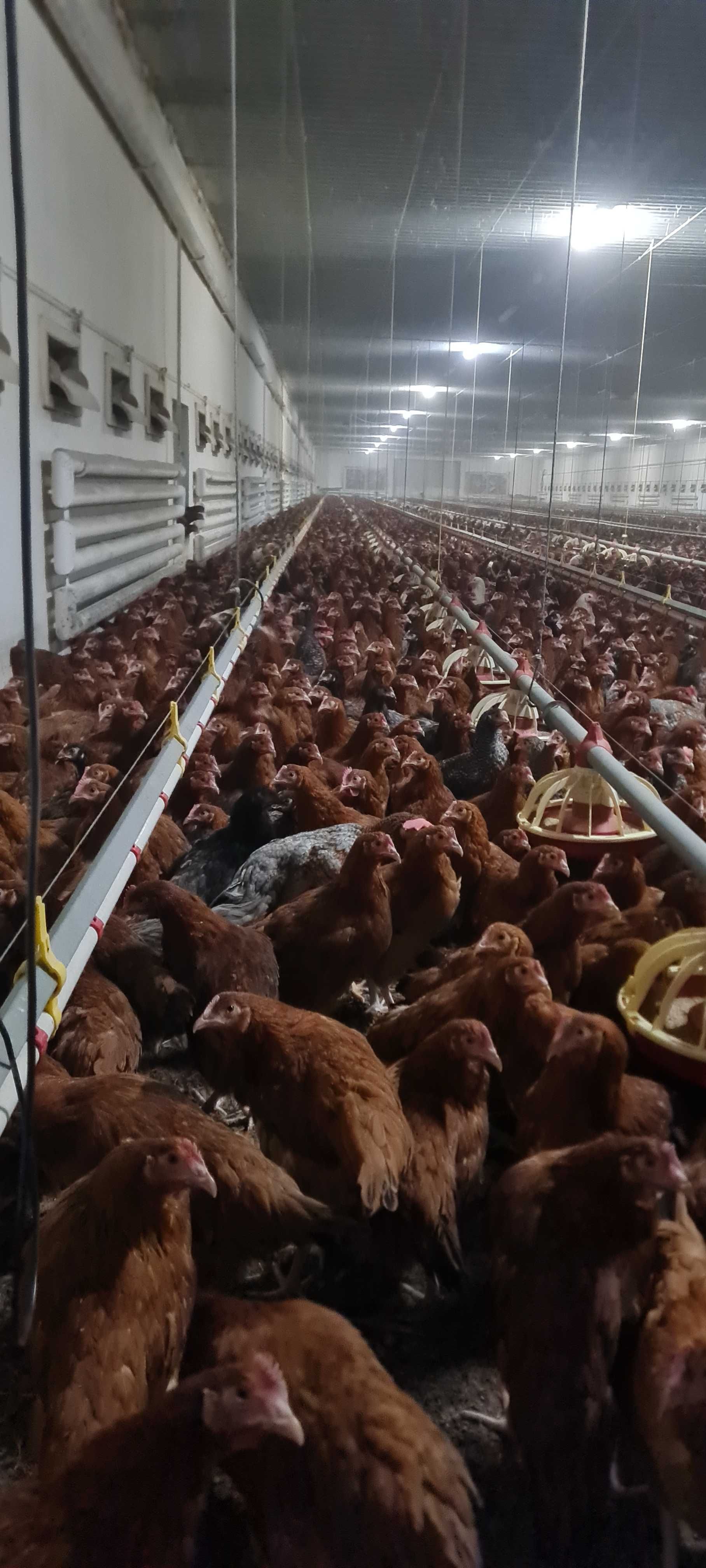 KURY Rossa Messa Leghorn z jajkiem z wolnego wybiegu ! NIOSKI ZDROWE !