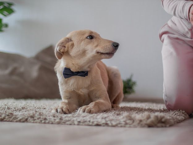 Отдам даром в добрые руки собаку метис лабрадора