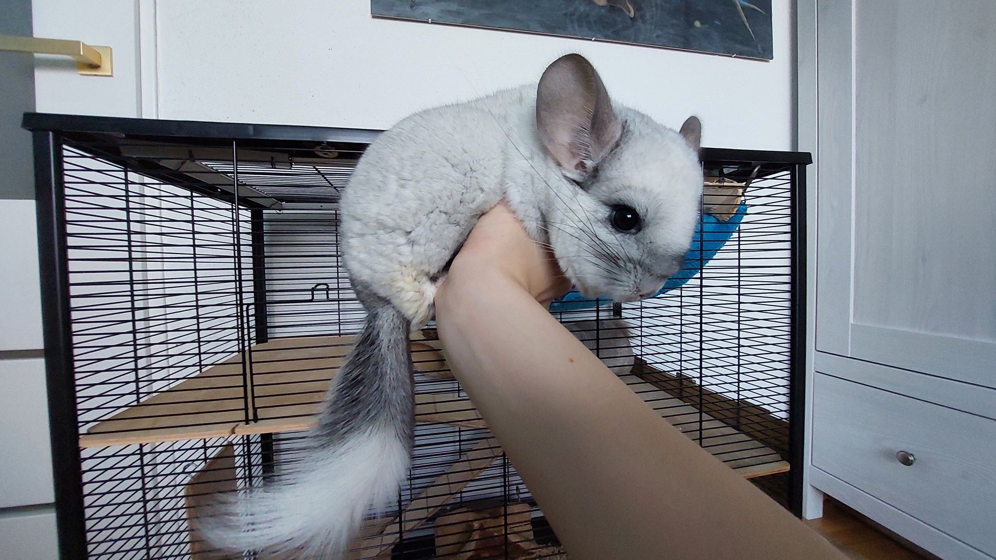 Szynszyla angora, szynszylę z klatką