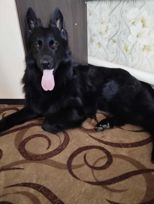 В'язка, гарний хлопчик шукає дівчинку