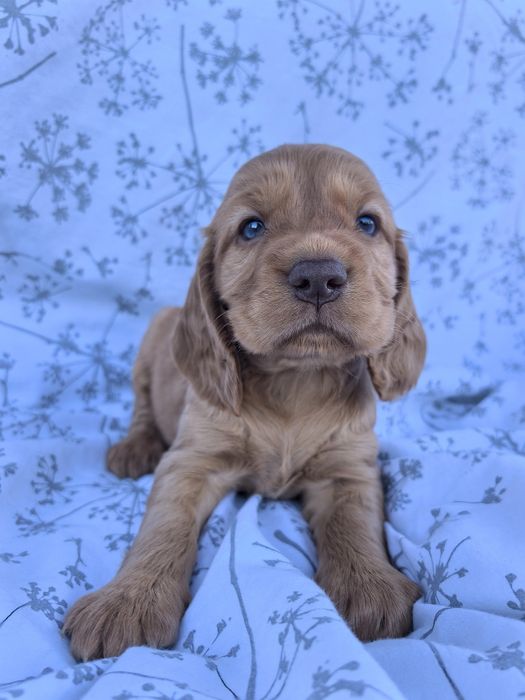 Śliczny szczeniak Cocker spaniel