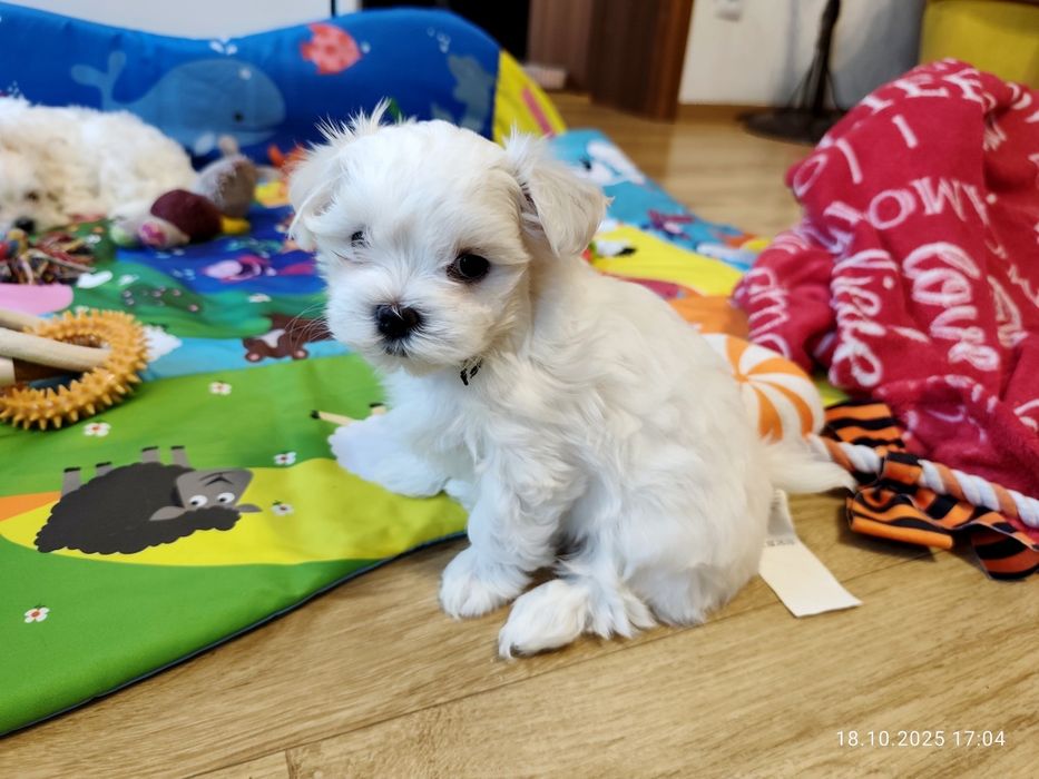 Uroczy piesek maltańczyk szuka kochającego domku