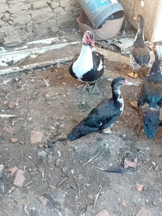 Vndo patos mudos adultos