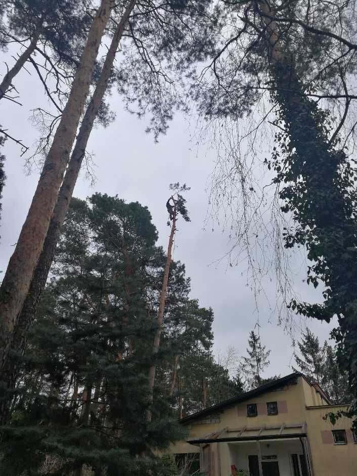 Wycinka drzew Ścinka drzew