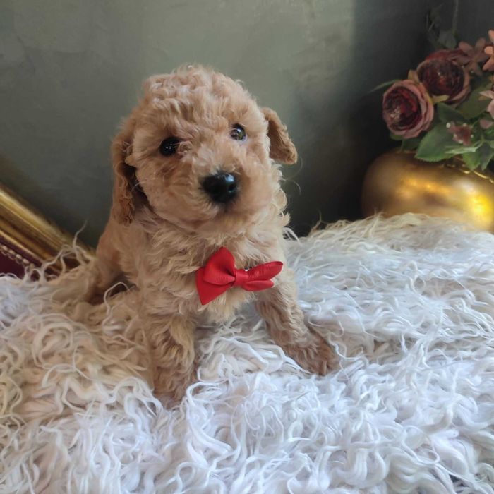 Maltipoo > dostępny piesek .