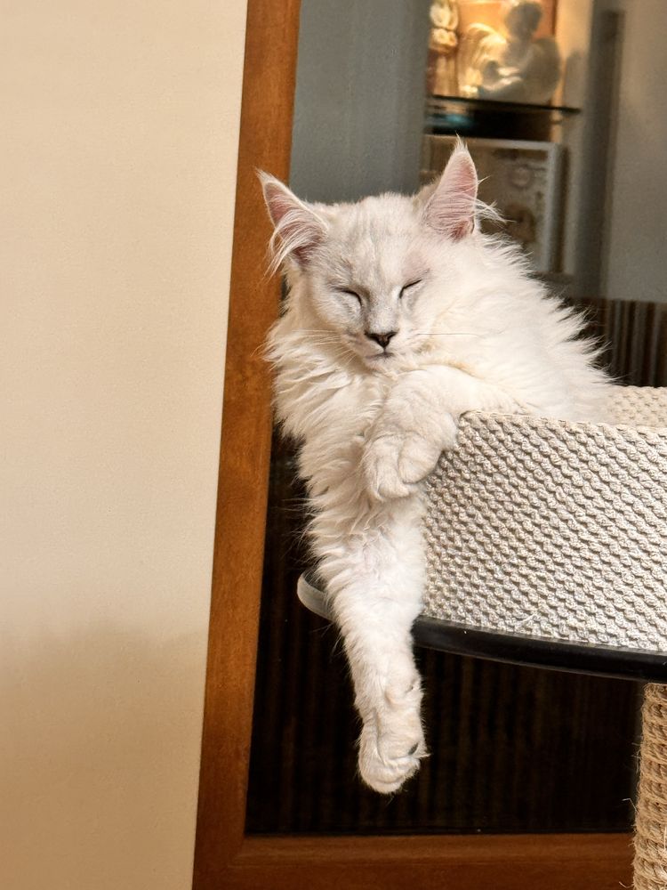 Kocurek Maine Coon  opcja hodowlana rodowod FPL /FIFA opcja hodowlana