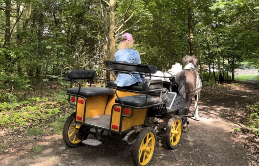 Bryczka wagonetka dwa dyszlena mniejsze konie kuce pony  hucul konik p