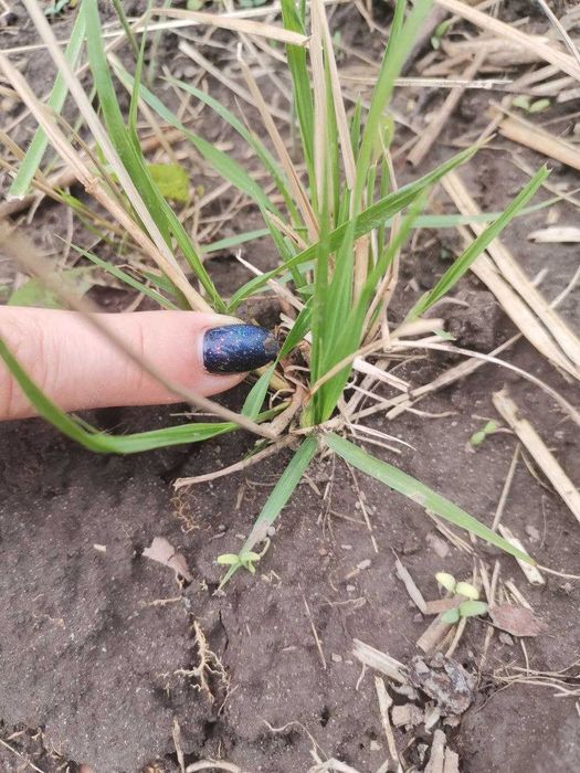 пеннісетум лісохвостний  . пухнастий злаковий до 1 м