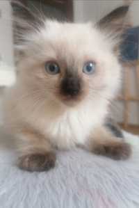 Ragdoll kocurek rag n