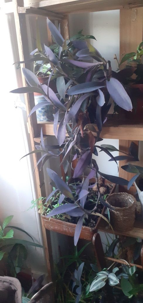 Trapoeraba roxa – Tradescantia pallida purpurea planta natural