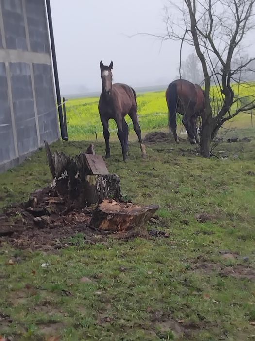 Ogierek Śląski szpak