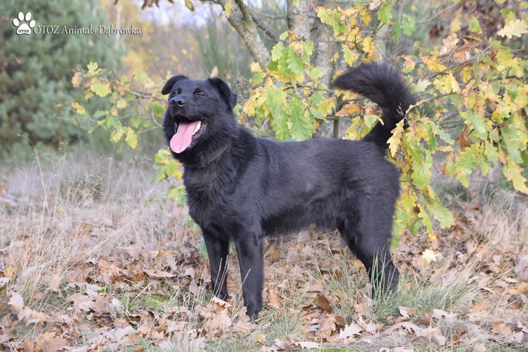 Melonek- pies dla doświadczonego opiekuna - OTOZ Animals w Dąbrówce