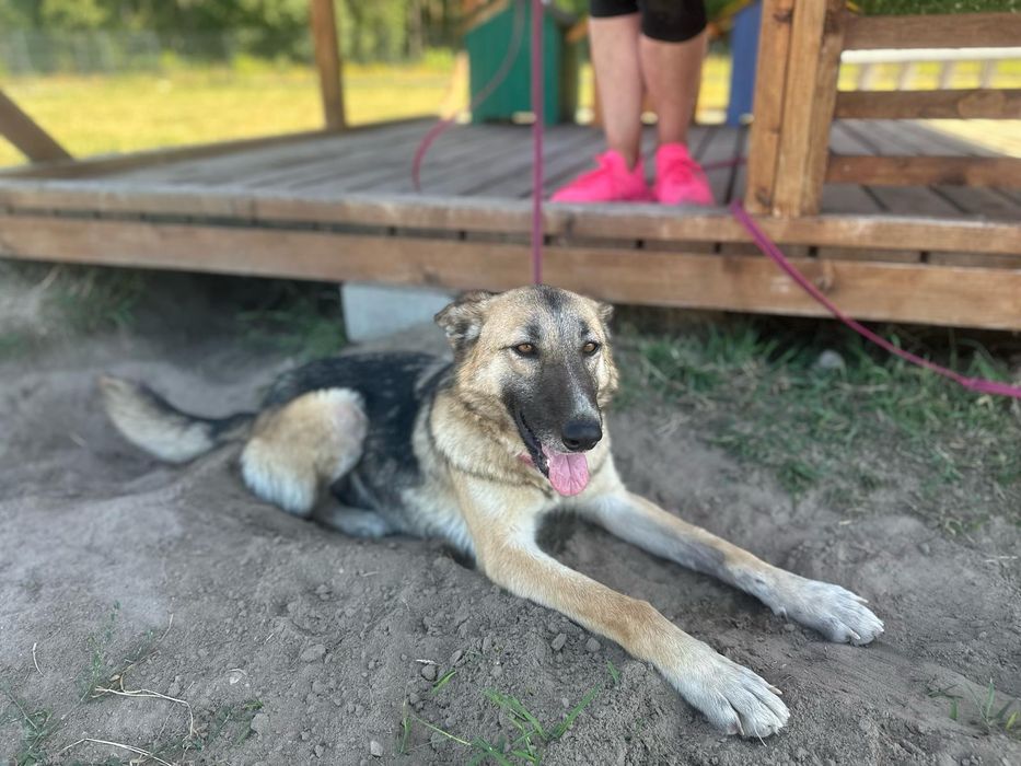 Młoda, towarzyska i oddana suczka poleca się do adopcji