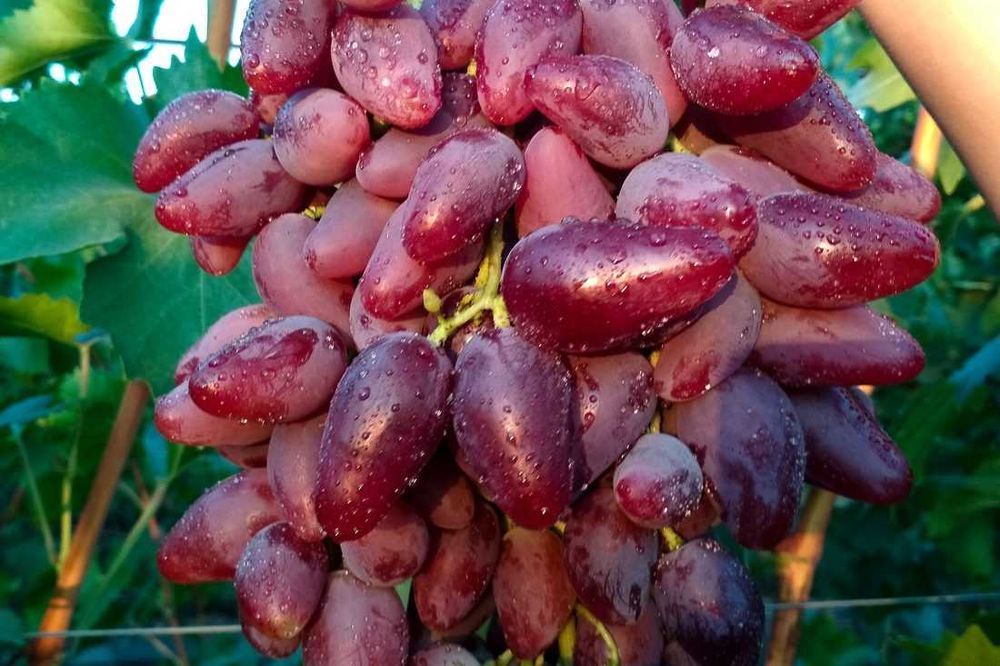 Dubowski Różowy, winogrona, sadzonki winorośli, winogron