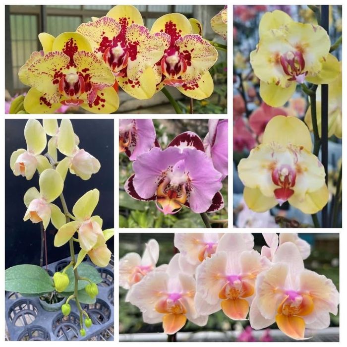 орхідея фаленопсис метелик фласка