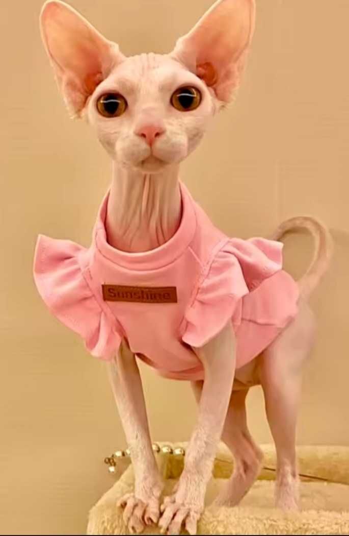 Roupas para gatinha Sphynx M